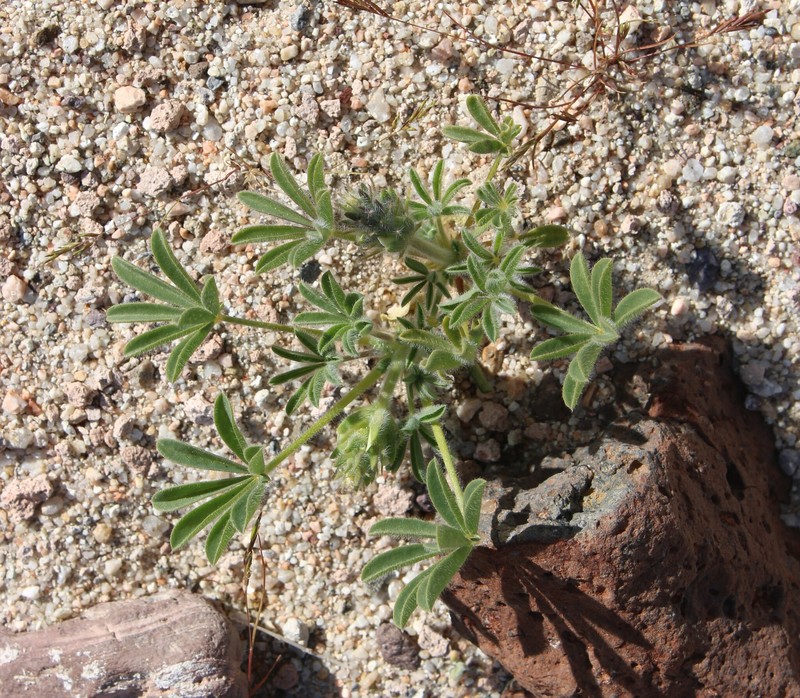 Sunset Lupine photo 4