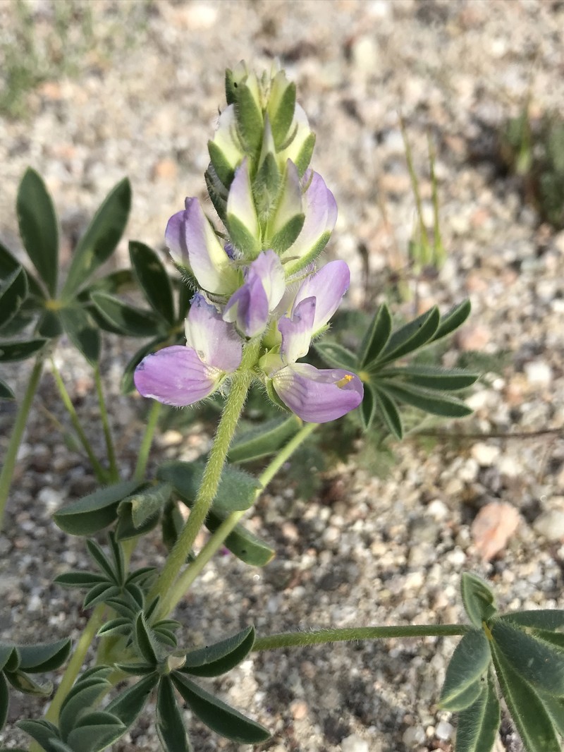 Sunset Lupine photo 5