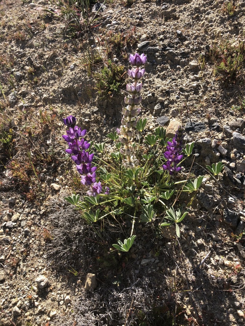 Sunset Lupine photo 6