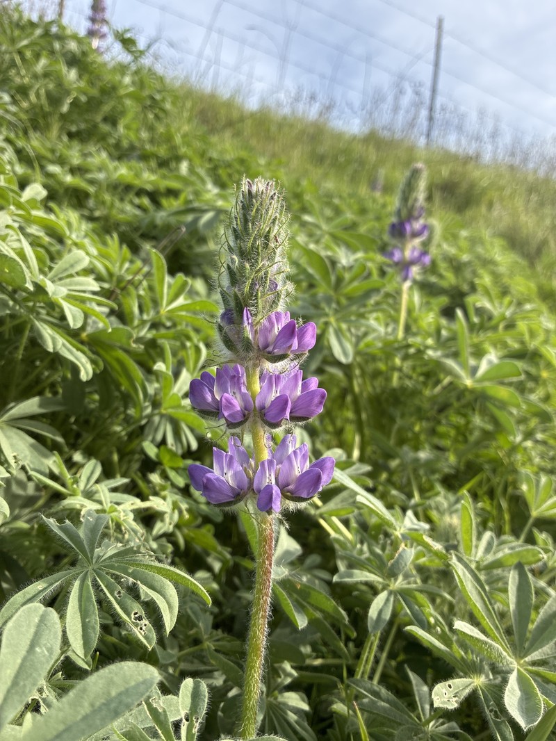 Red Lupine photo 2
