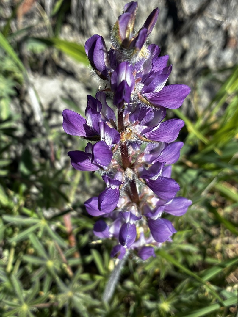 Red Lupine photo 3