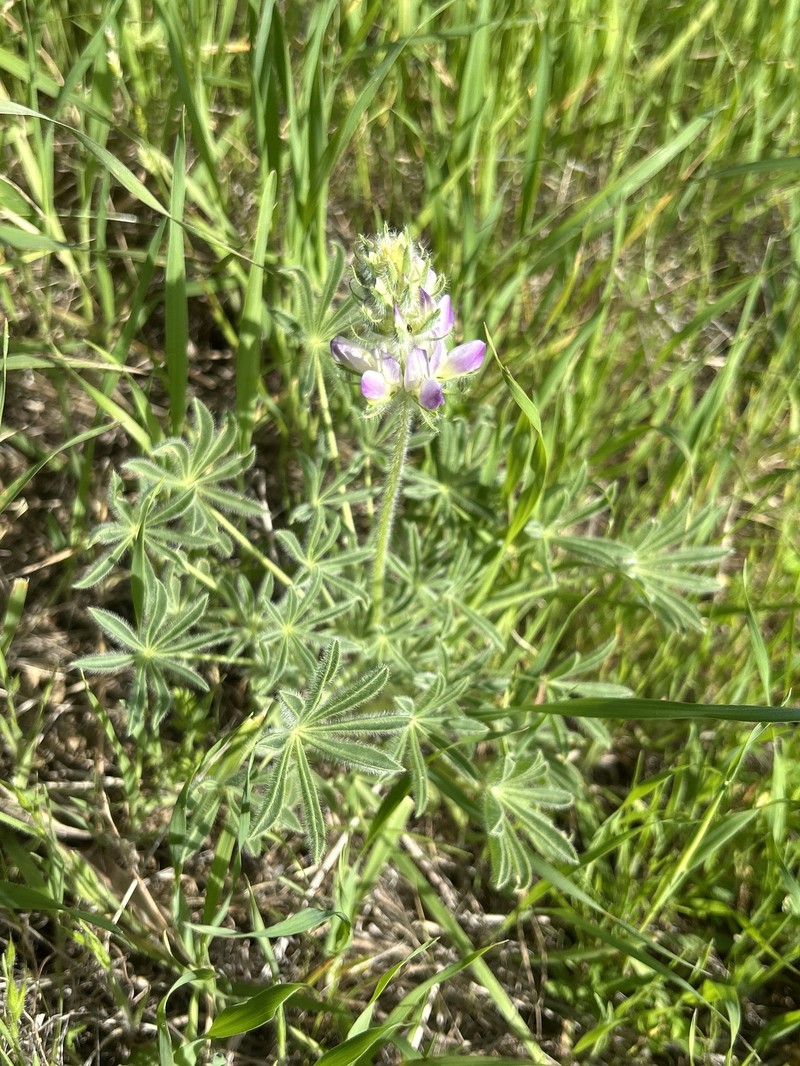 Red Lupine photo 4