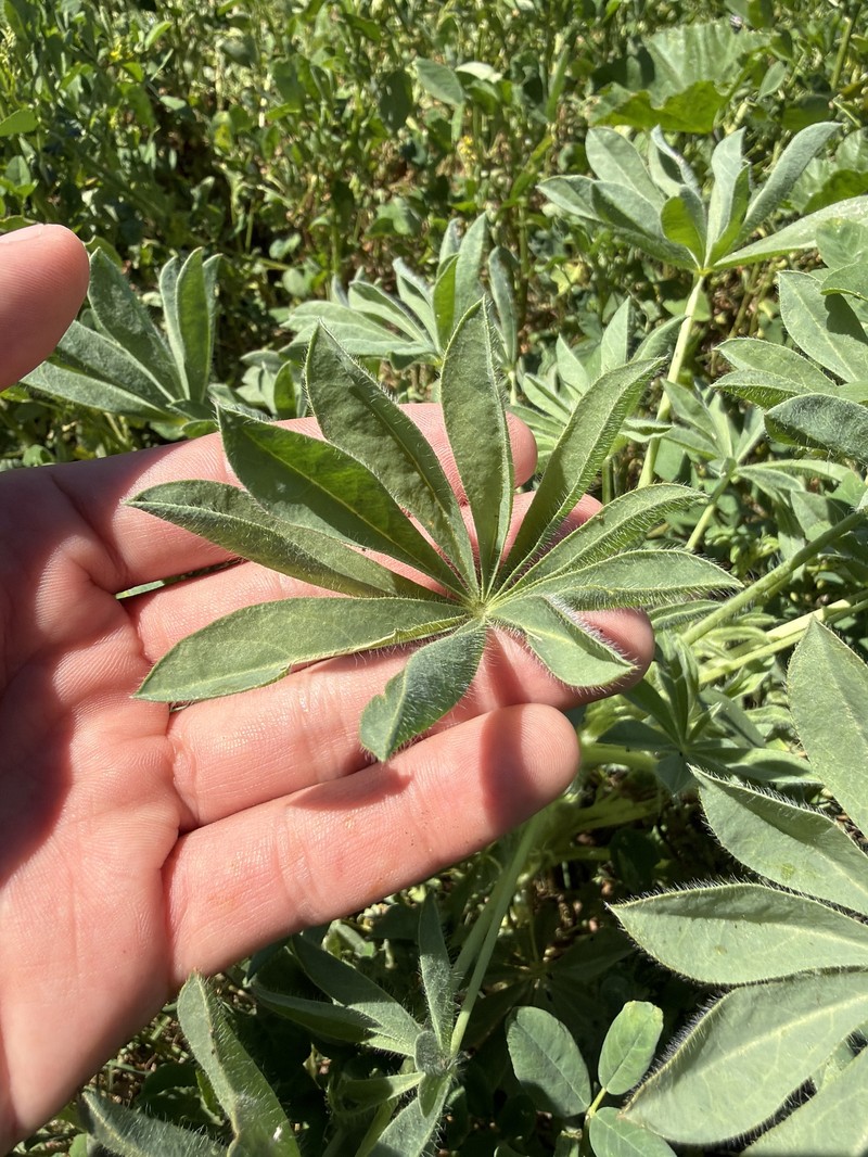 Red Lupine photo 5
