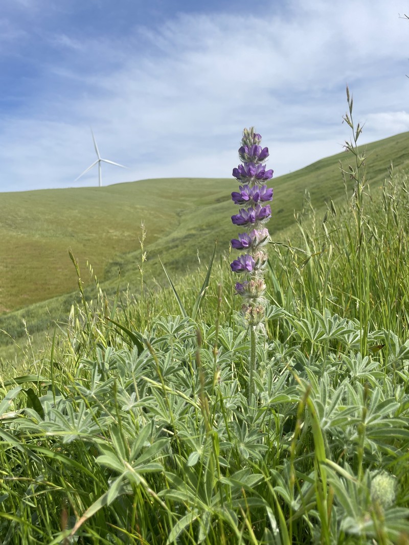 Red Lupine photo 7