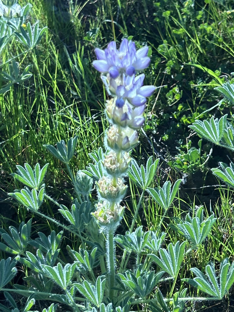Red Lupine photo 8