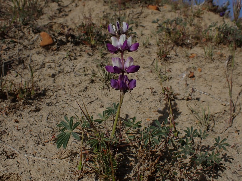 Valley Lupine