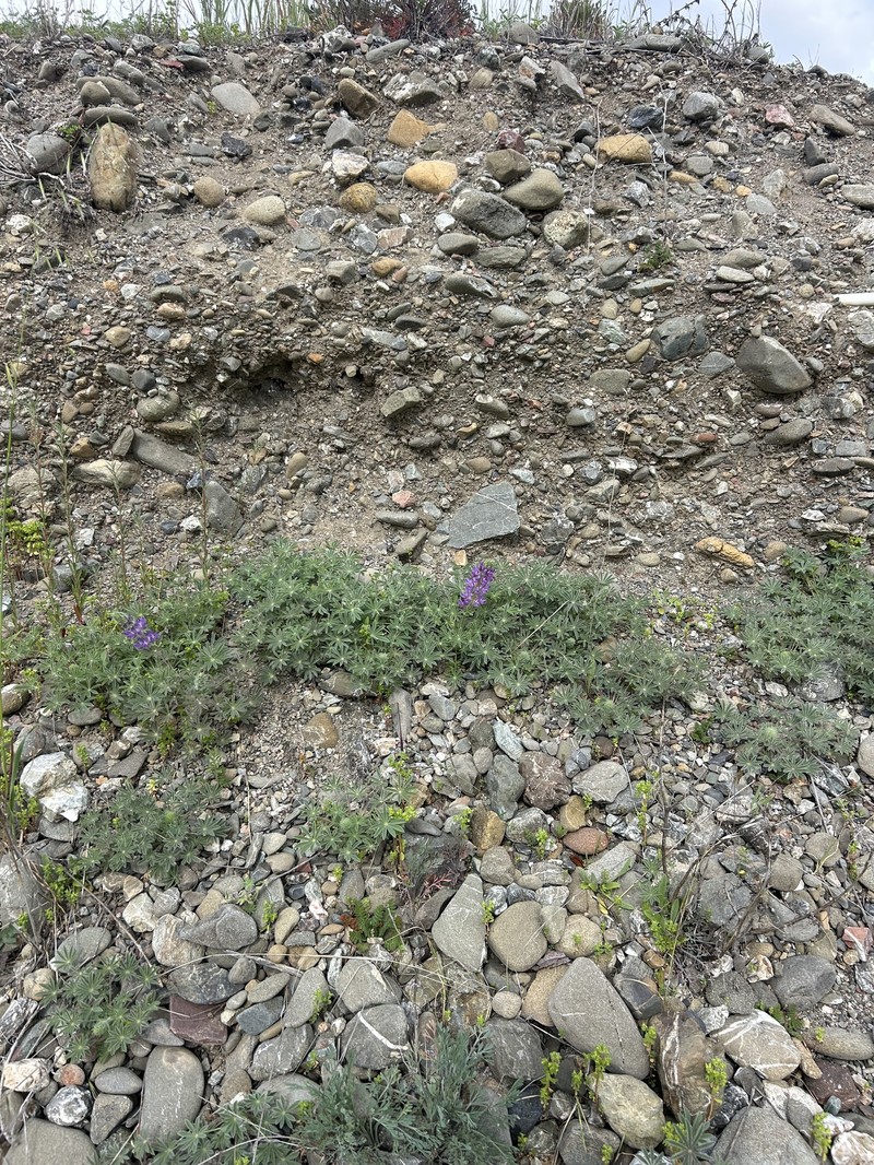 Valley Lupine photo 6