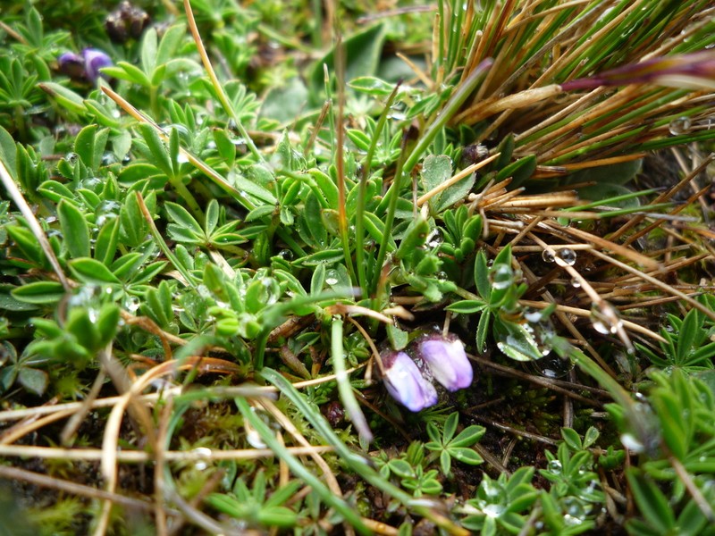 Lupinus microphyllus