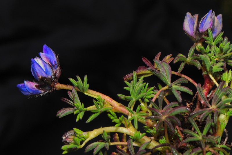 Lupinus microphyllus photo 2