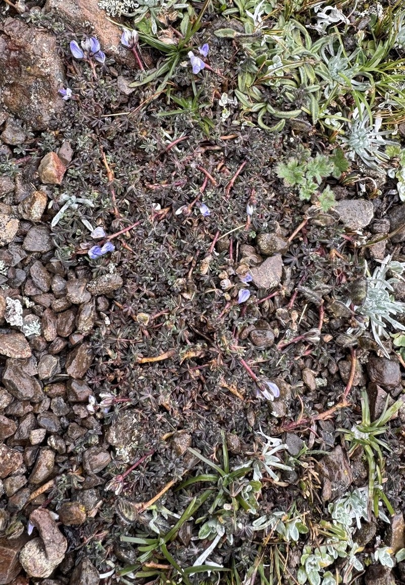 Lupinus microphyllus photo 3
