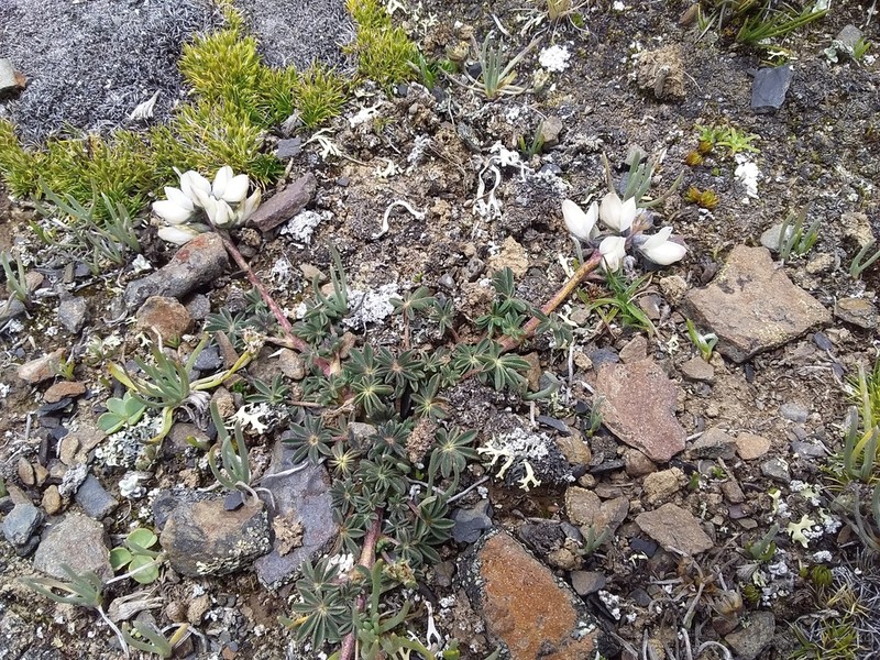 Lupinus microphyllus photo 4