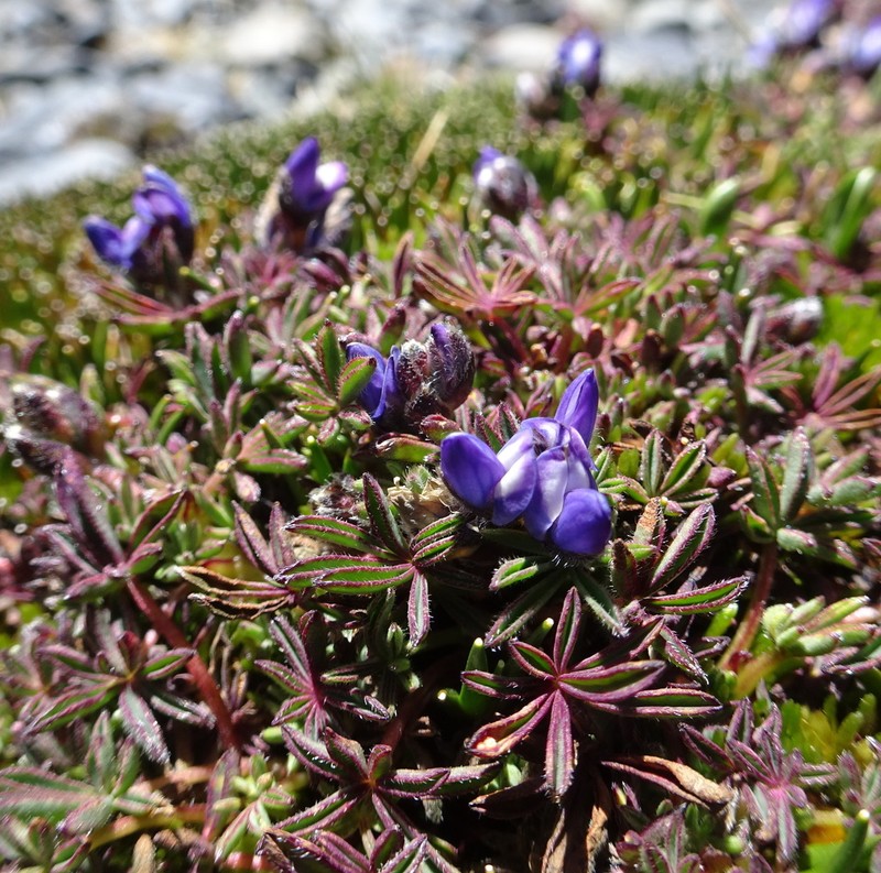 Lupinus microphyllus photo 5