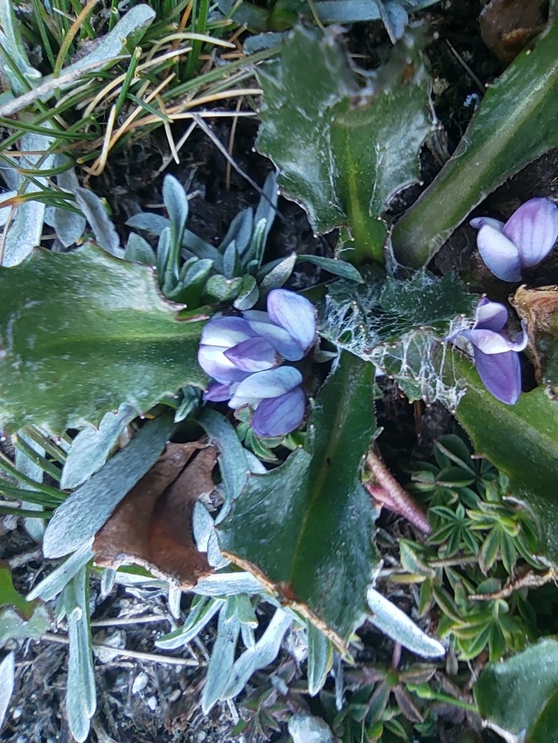 Lupinus microphyllus photo 6