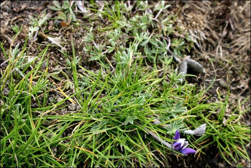 Lupinus microphyllus photo 7
