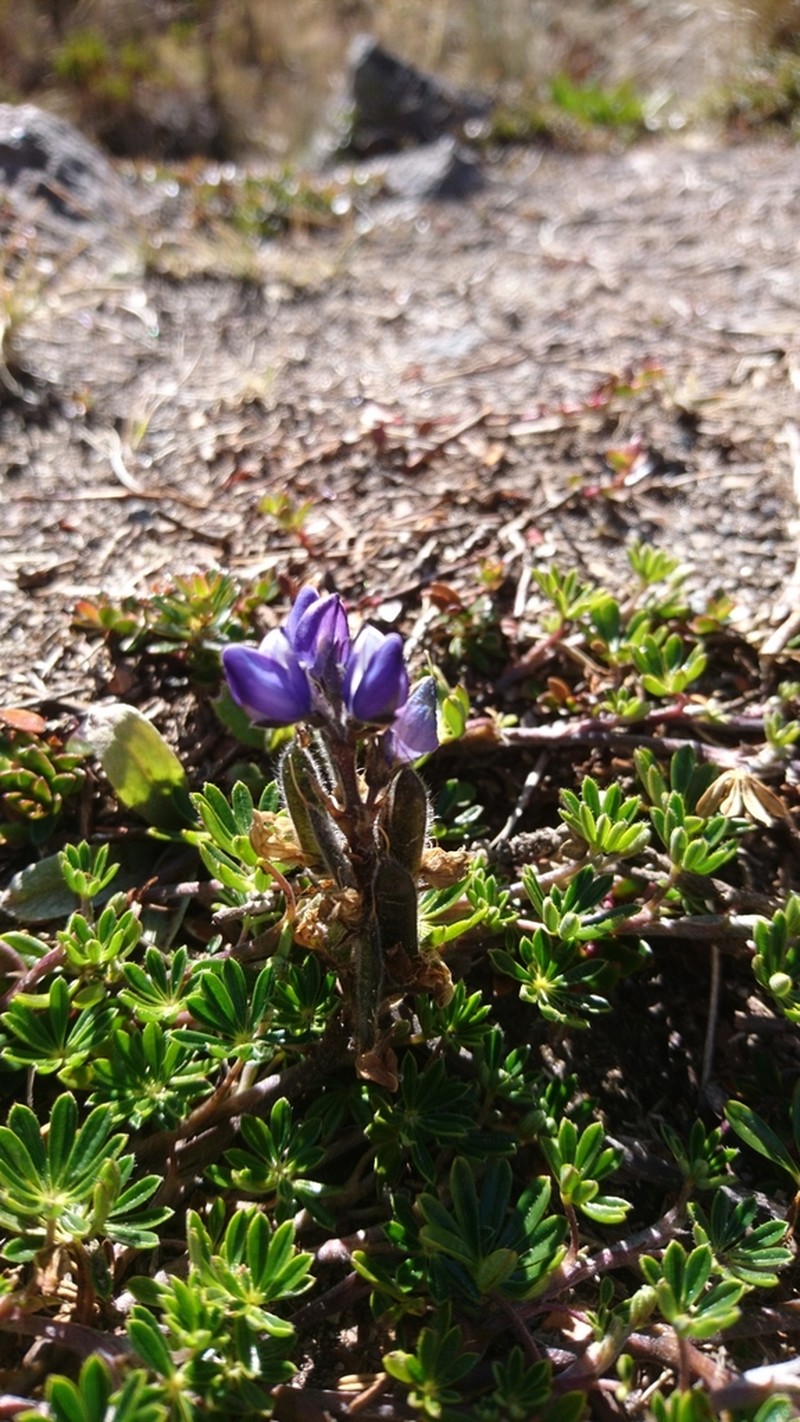 Lupinus microphyllus photo 8