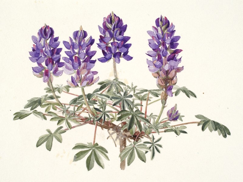 Kettle Falls Lupine
