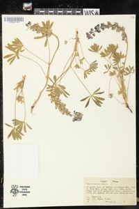 Kettle Falls Lupine