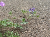 Lupinus mollendoensis