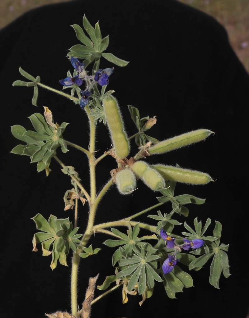 Lupinus mollendoensis photo 2