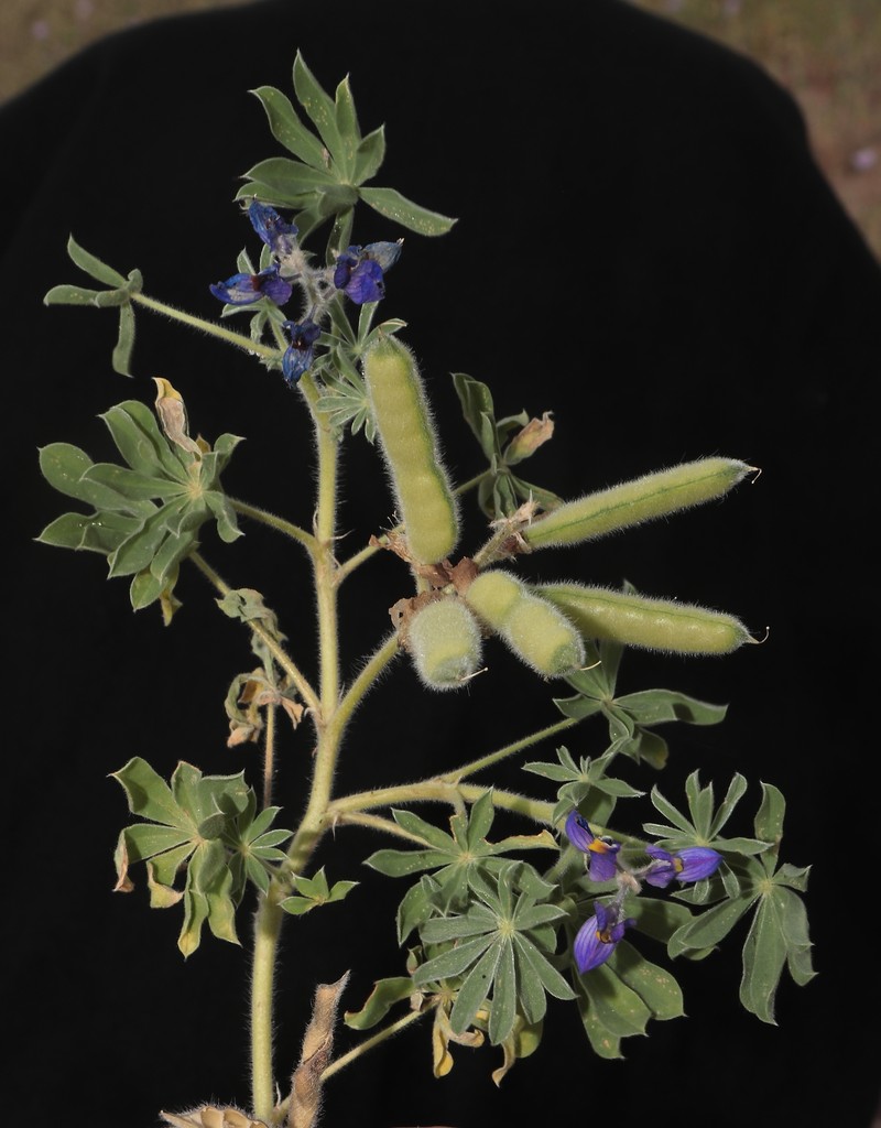 Lupinus mollendoensis photo 3