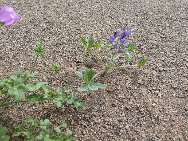 Lupinus mollendoensis photo 4