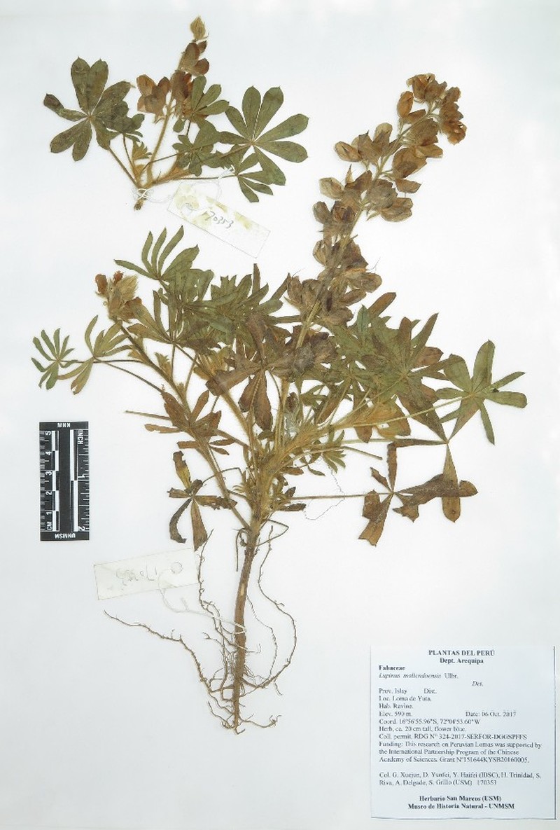 Lupinus mollendoensis photo 5