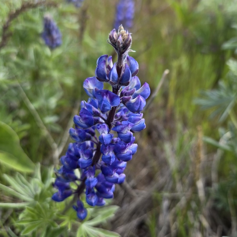 Soft Lupine photo 2