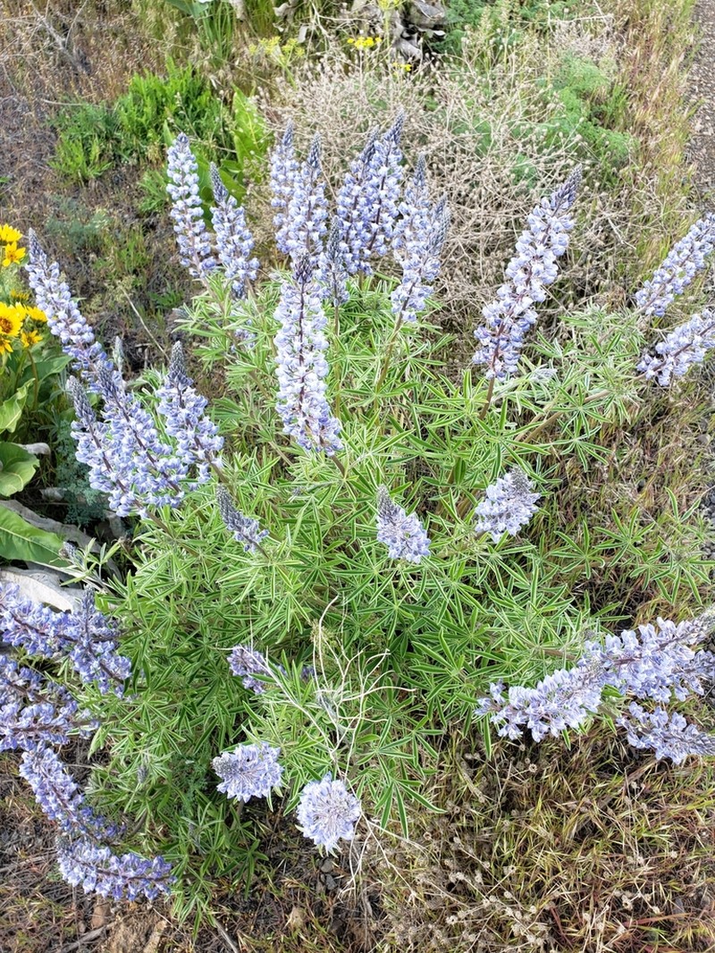 Soft Lupine photo 4