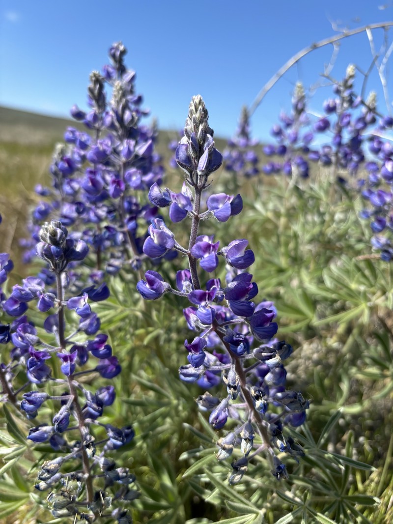 Soft Lupine photo 5
