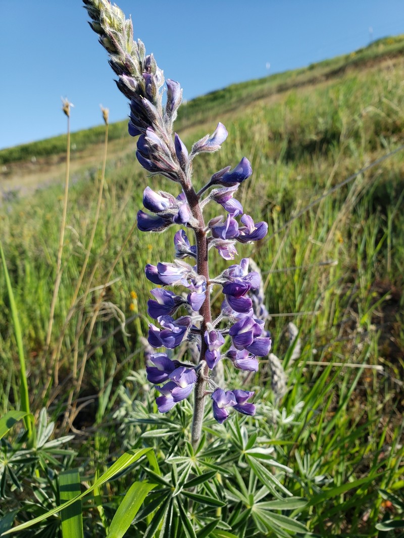 Soft Lupine photo 7