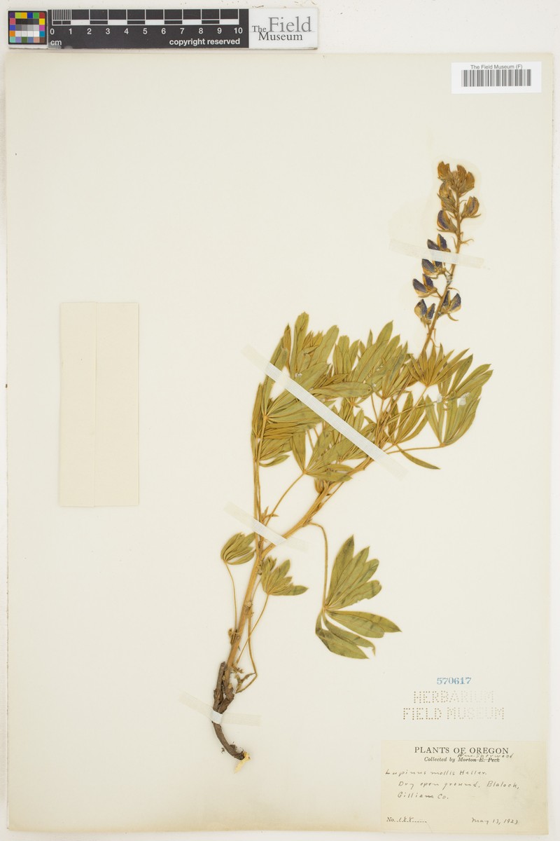 Soft Lupine photo 8