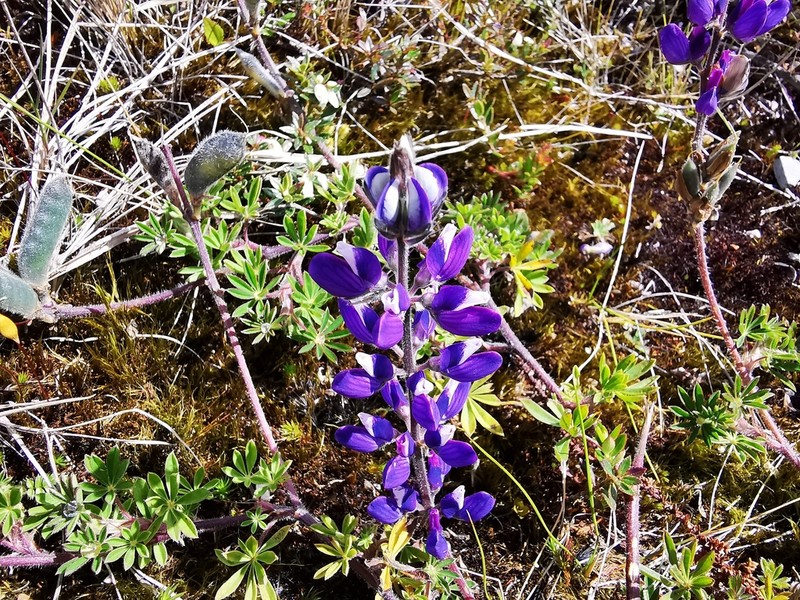 Lupinus monserratensis