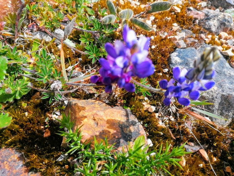 Lupinus monserratensis photo 2