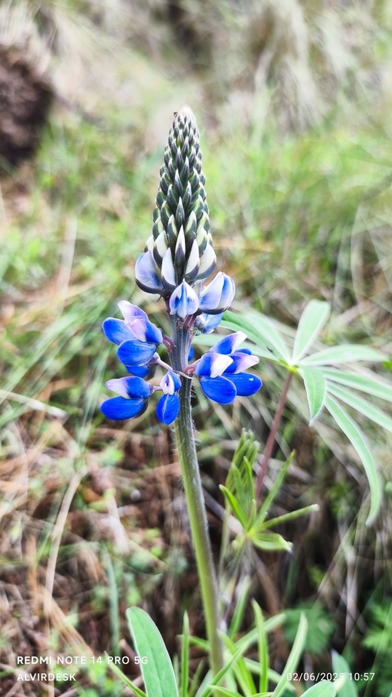 Lupinus montanus