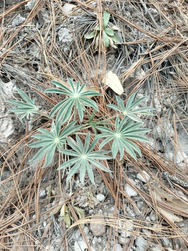 Lupinus montanus photo 2