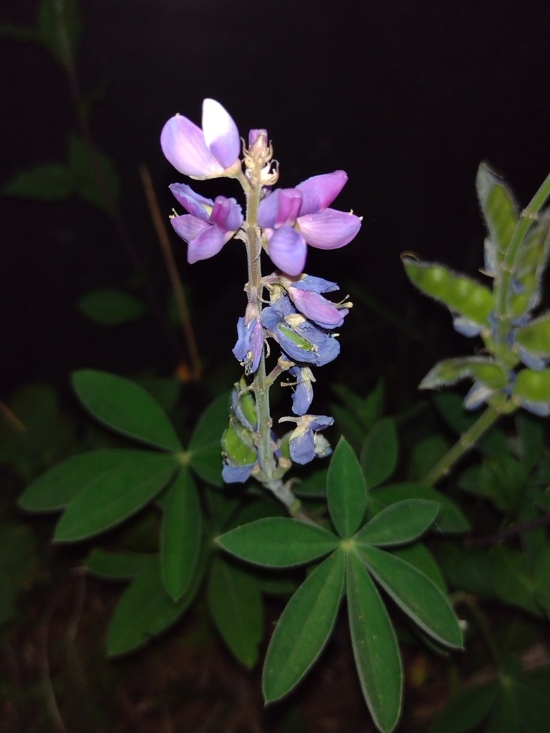 Lupinus montanus photo 3