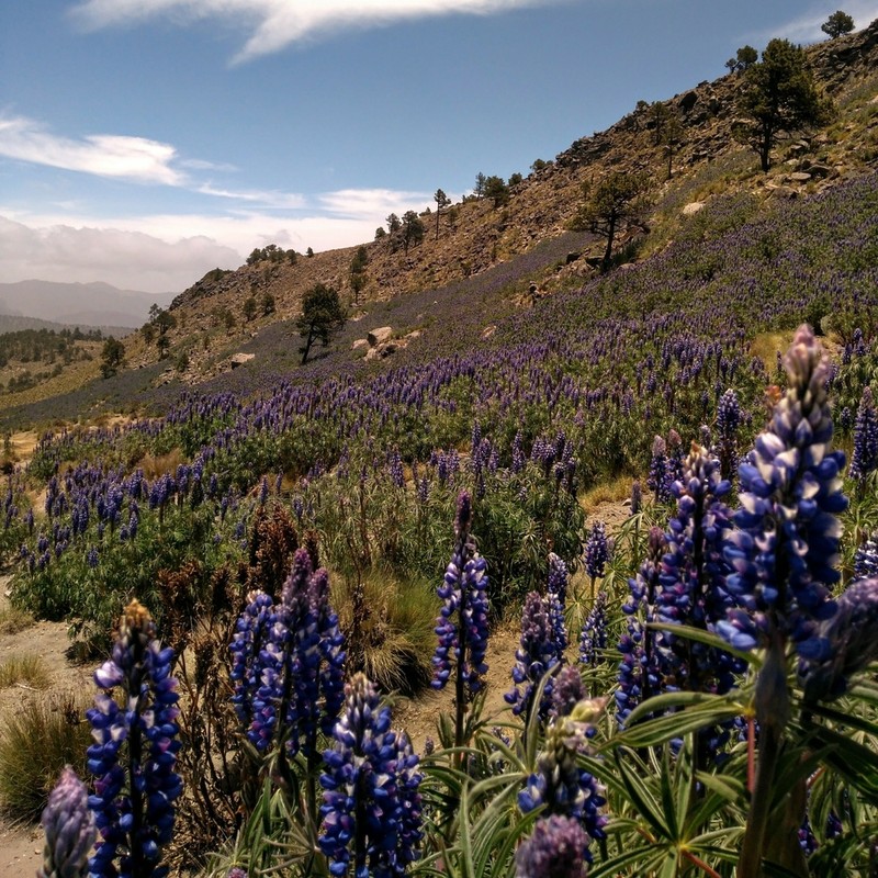 Lupinus montanus photo 4