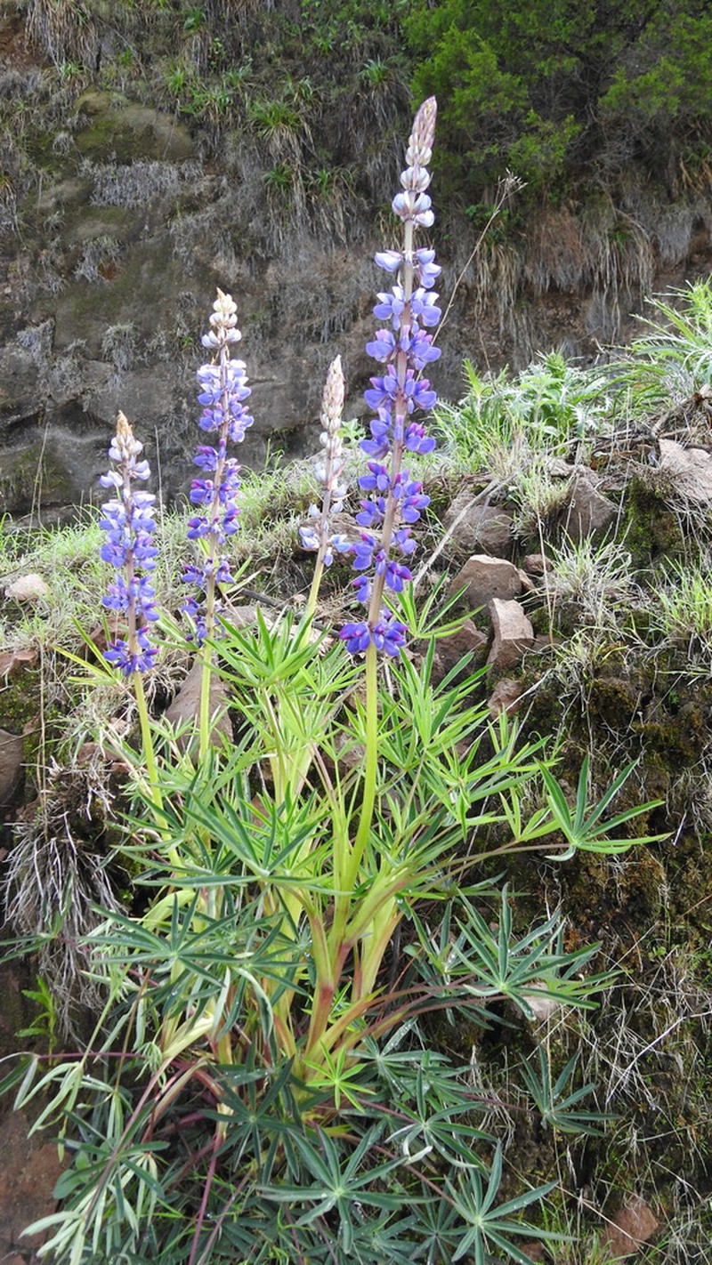 Lupinus montanus photo 5