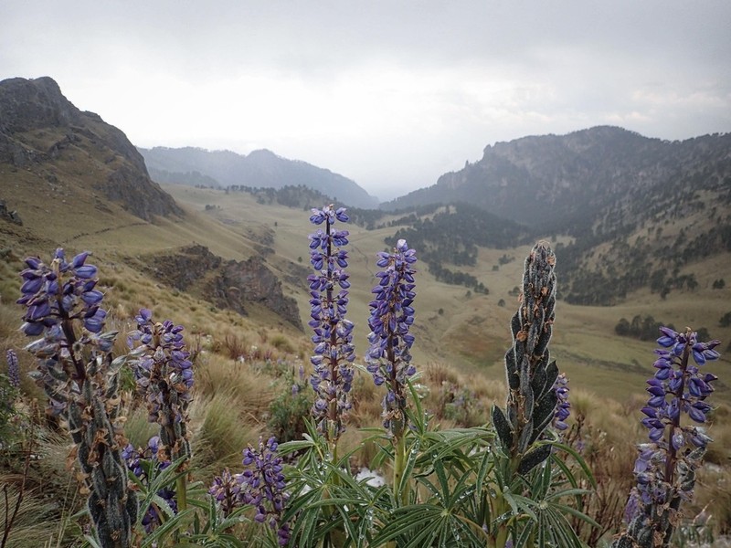 Lupinus montanus photo 6