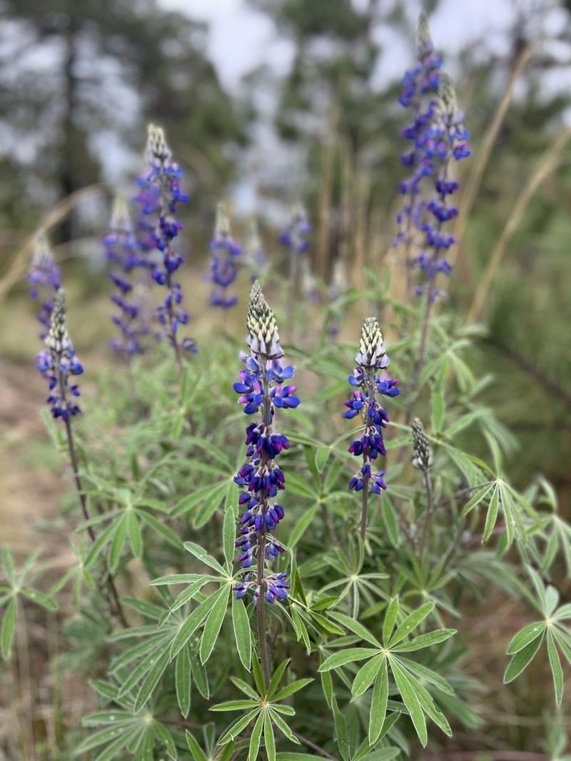 Lupinus montanus photo 7