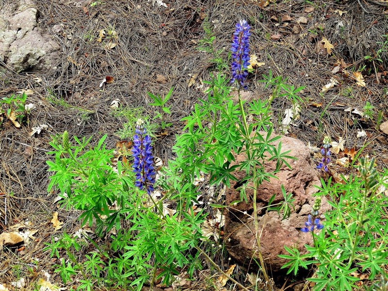 Lupinus montanus photo 8