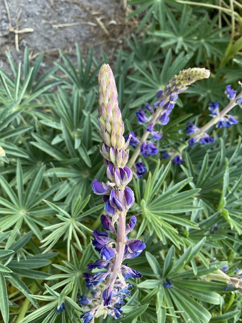 Lupinus montanus subsp. glabrior