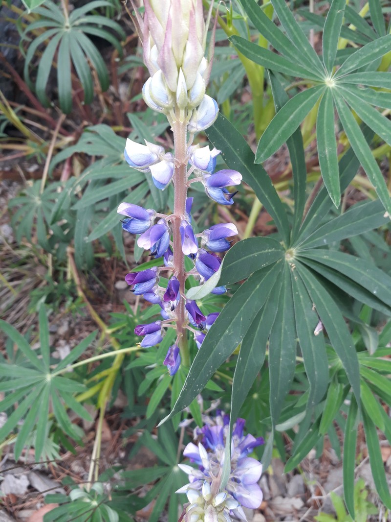 Lupinus montanus subsp. glabrior photo 2