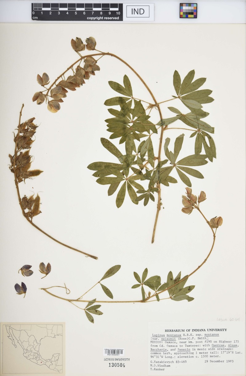 Lupinus montanus subsp. montanus