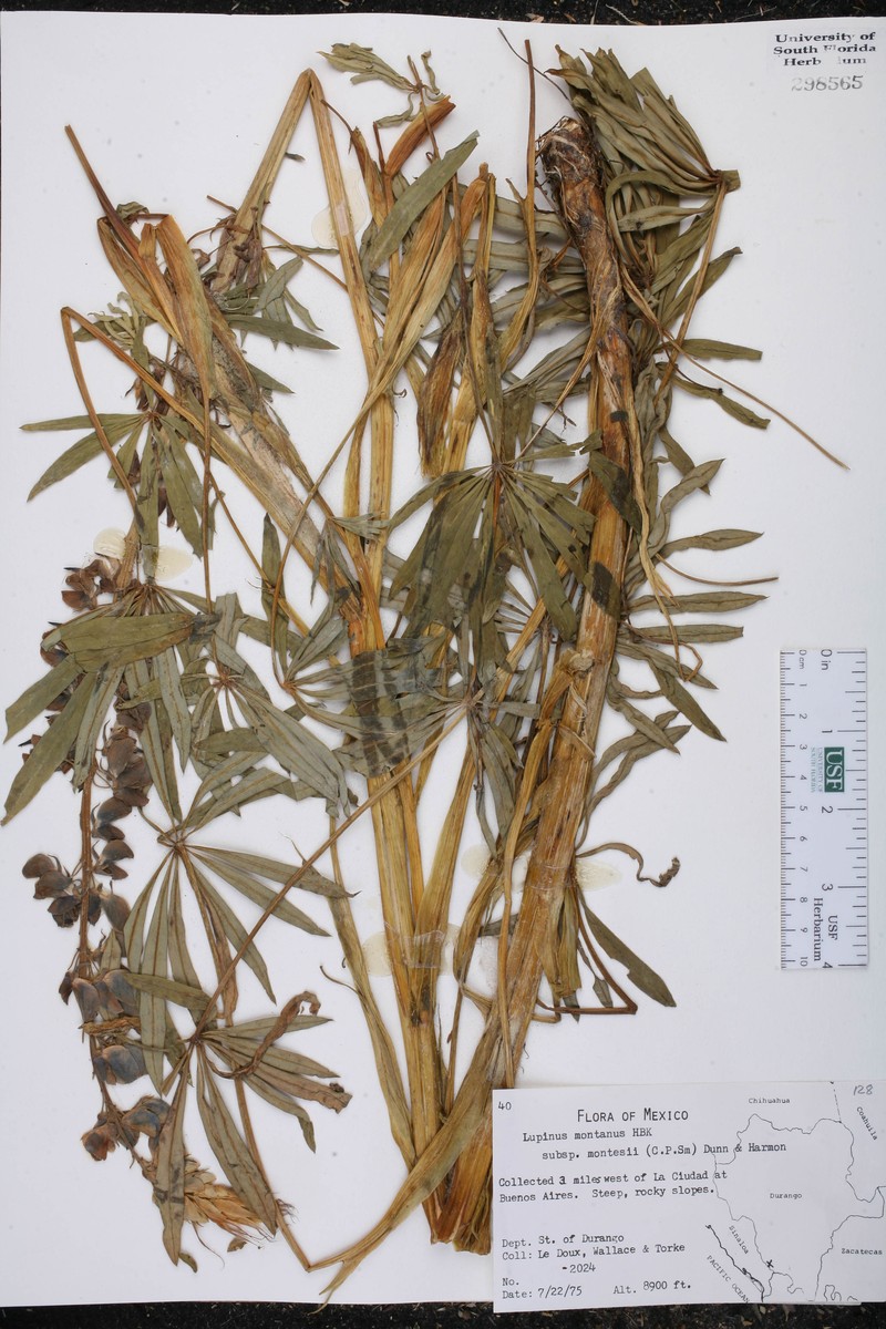 Lupinus montanus subsp. montesii
