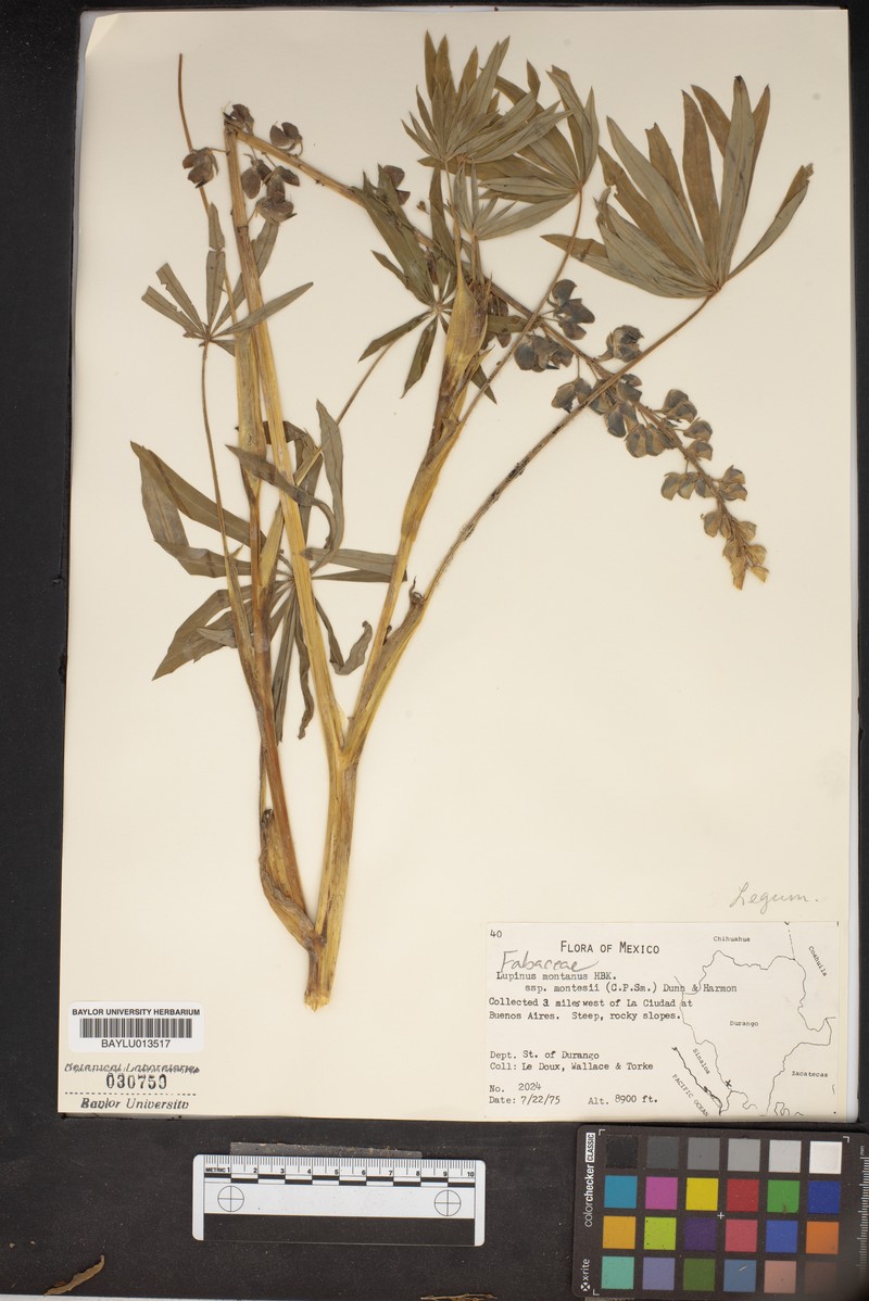 Lupinus montanus subsp. montesii photo 2