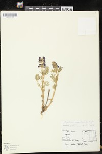 Mountain Lupine