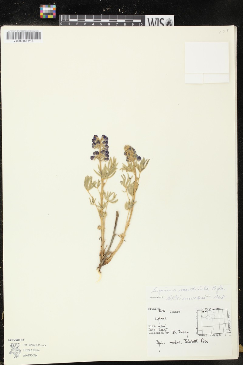 Mountain Lupine