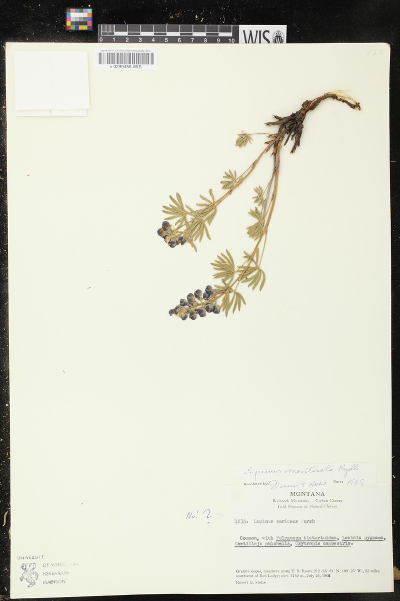 Mountain Lupine photo 2