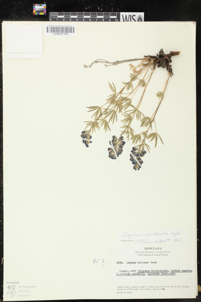 Mountain Lupine photo 3